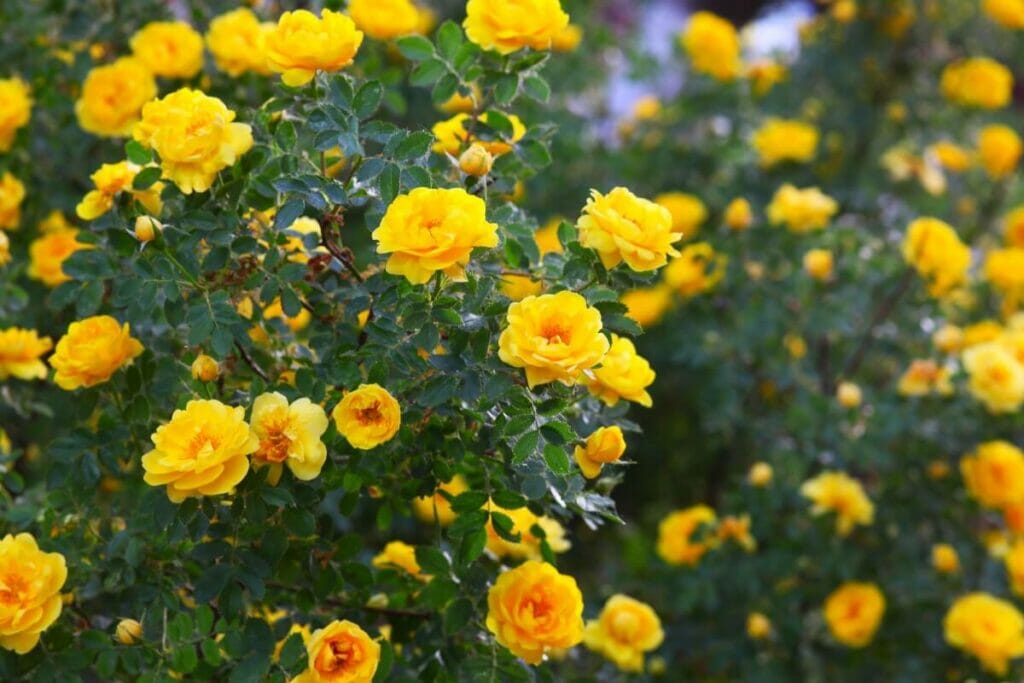 Les roses jaunes dans l'art et la littérature