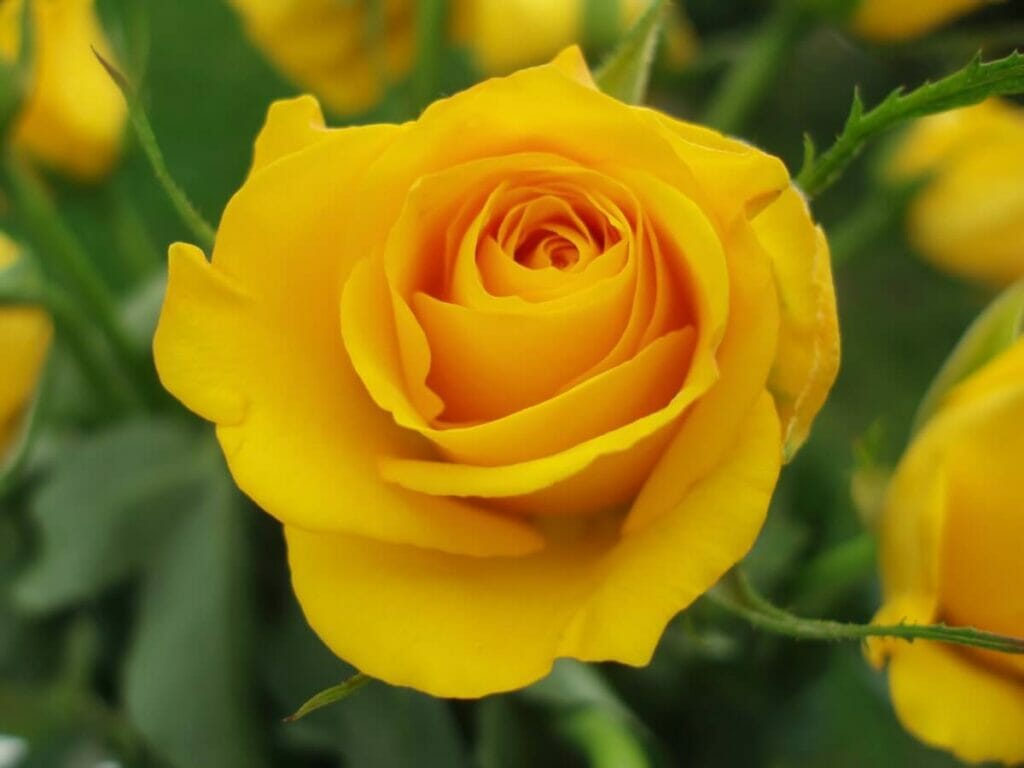 Signification de la rose jaune à Hanakotoba
