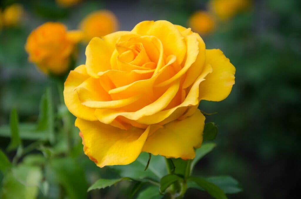 A propos des fleurs de roses jaunes