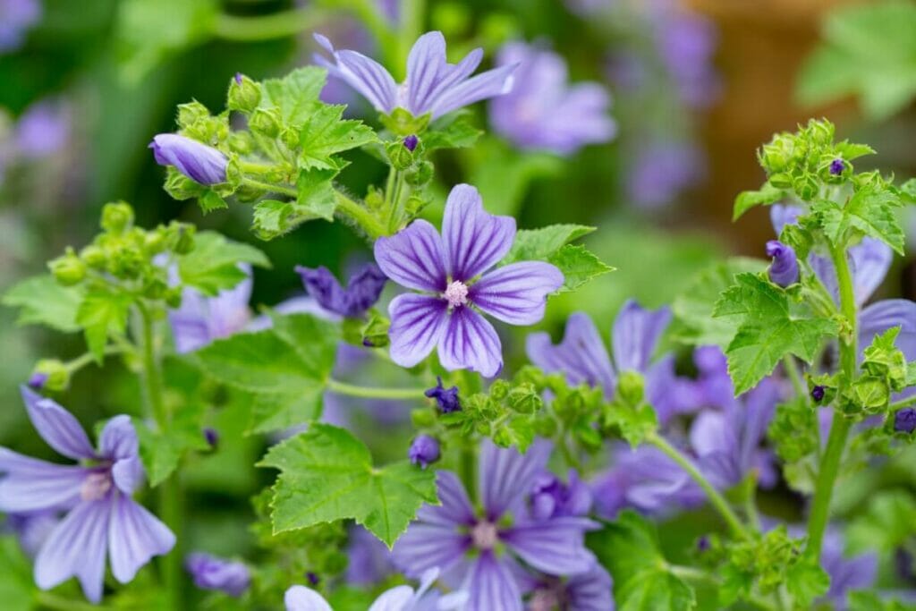 La signification, le symbolisme et l'importance culturelle de la mauve (Malva)