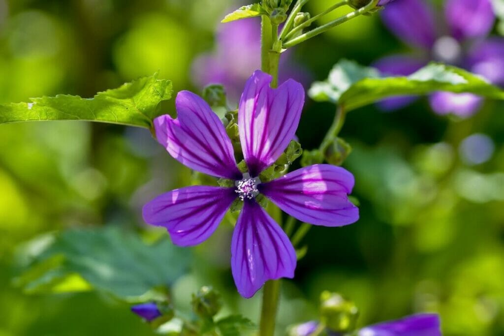 Références à la fleur de mauve dans la Bible