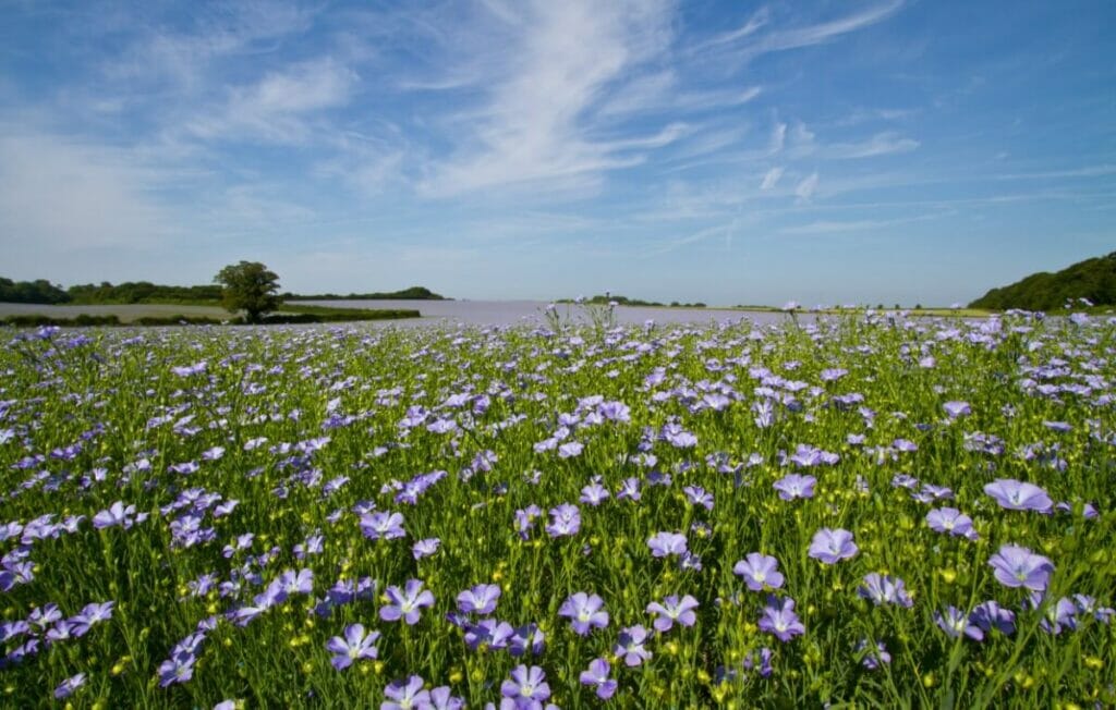 Quelle est la saison des fleurs de lin ?