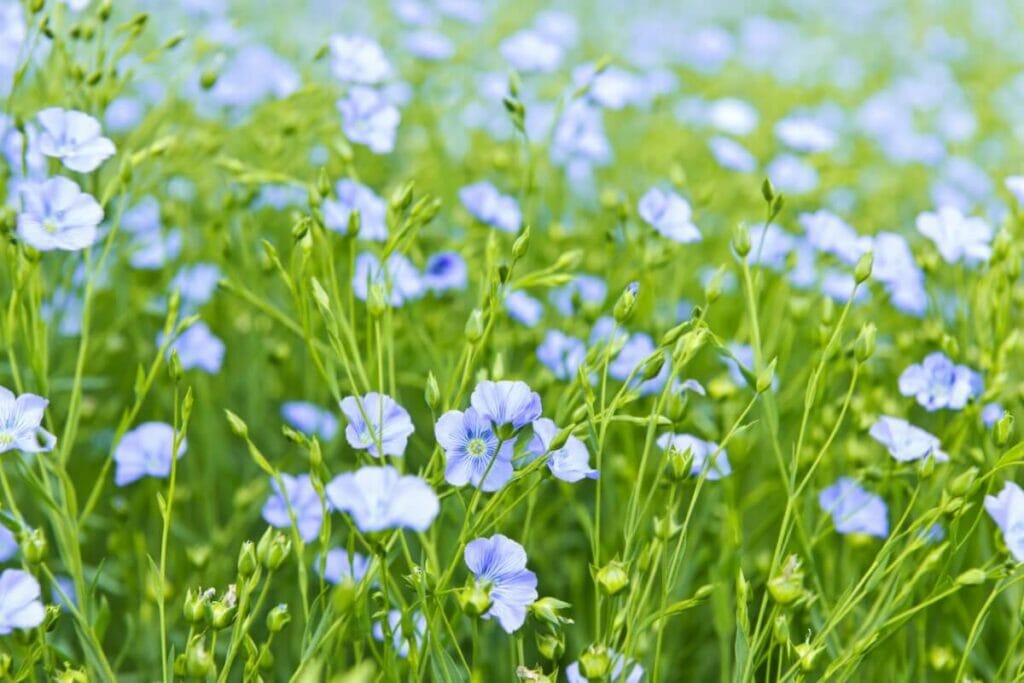 A propos des fleurs de lin
