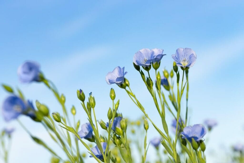 La signification, le symbolisme et l'importance culturelle des fleurs de lin