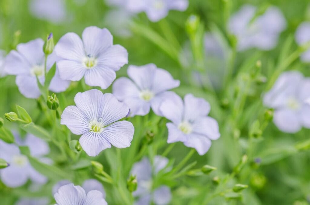 Les fleurs de lin dans l'Égypte ancienne