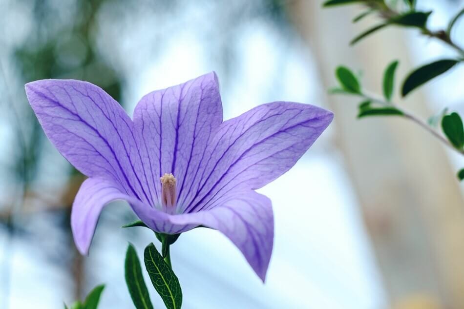 Signification et symbolisme de la fleur de ballon