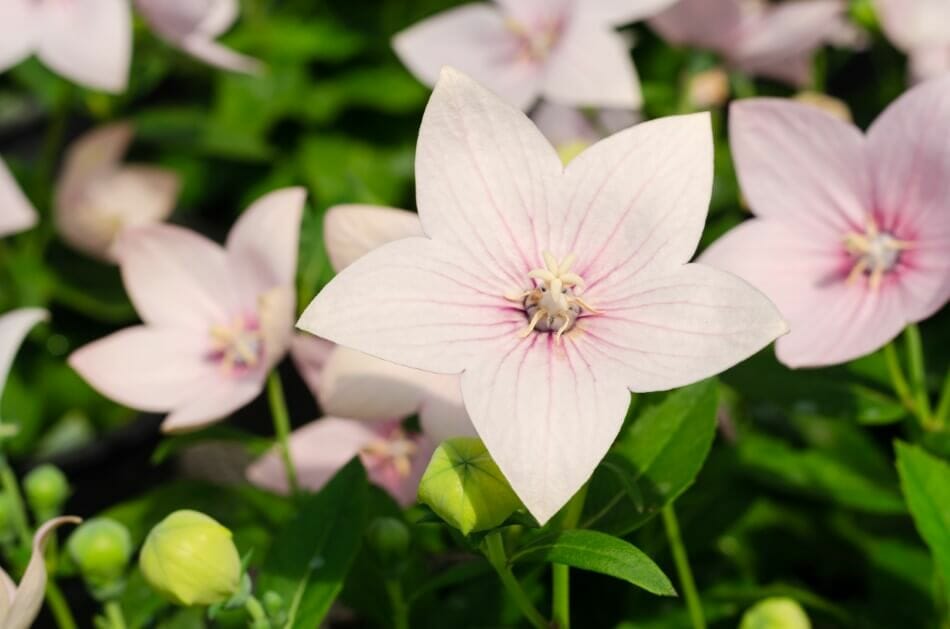 Types, espèces et cultivars populaires de fleurs de ballon