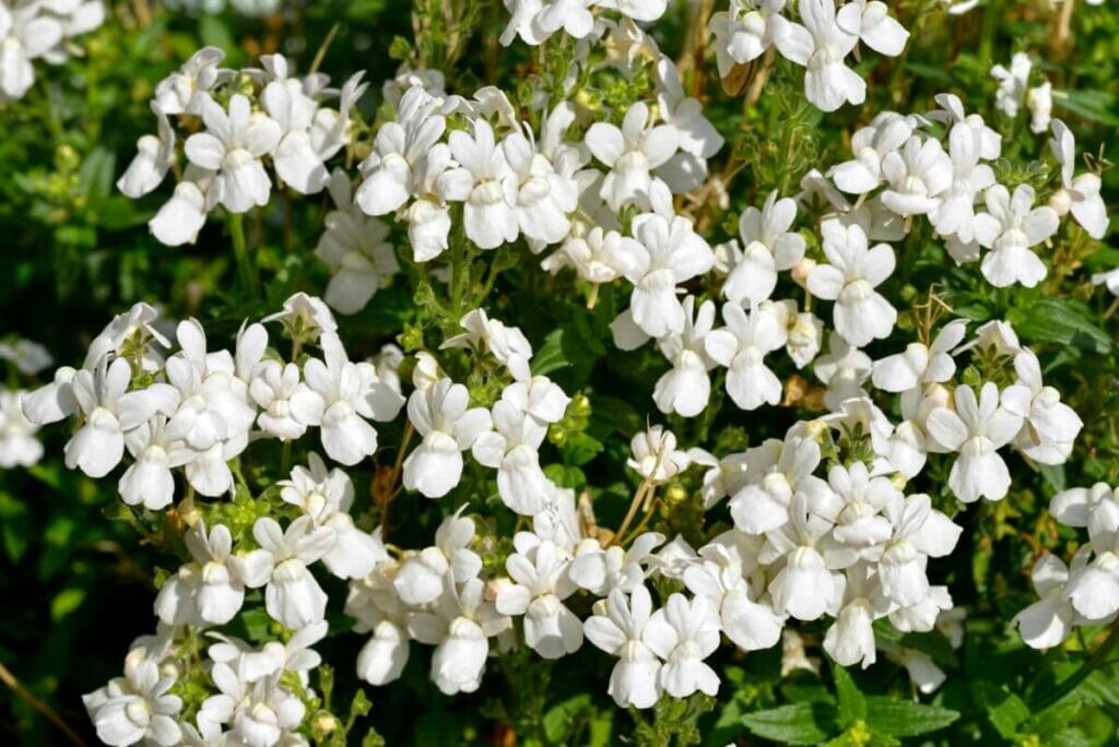 La signification, le symbolisme et l'importance culturelle des fleurs de lobélies