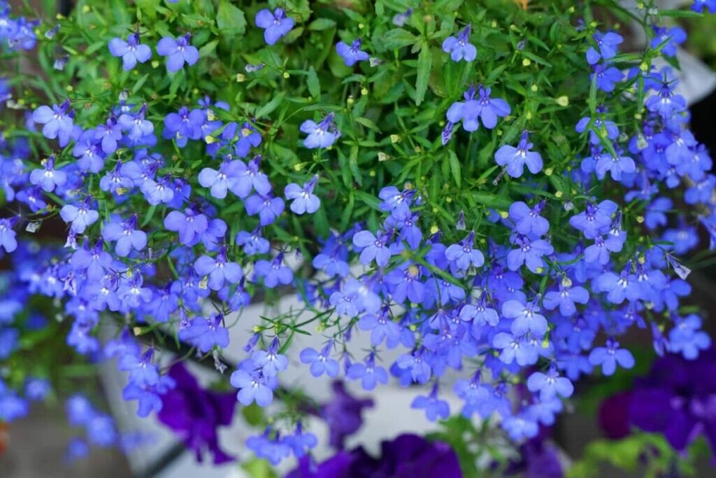 A propos des fleurs de lobélia