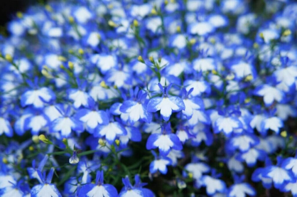Signification de la fleur de lobélie à Hanakotoba