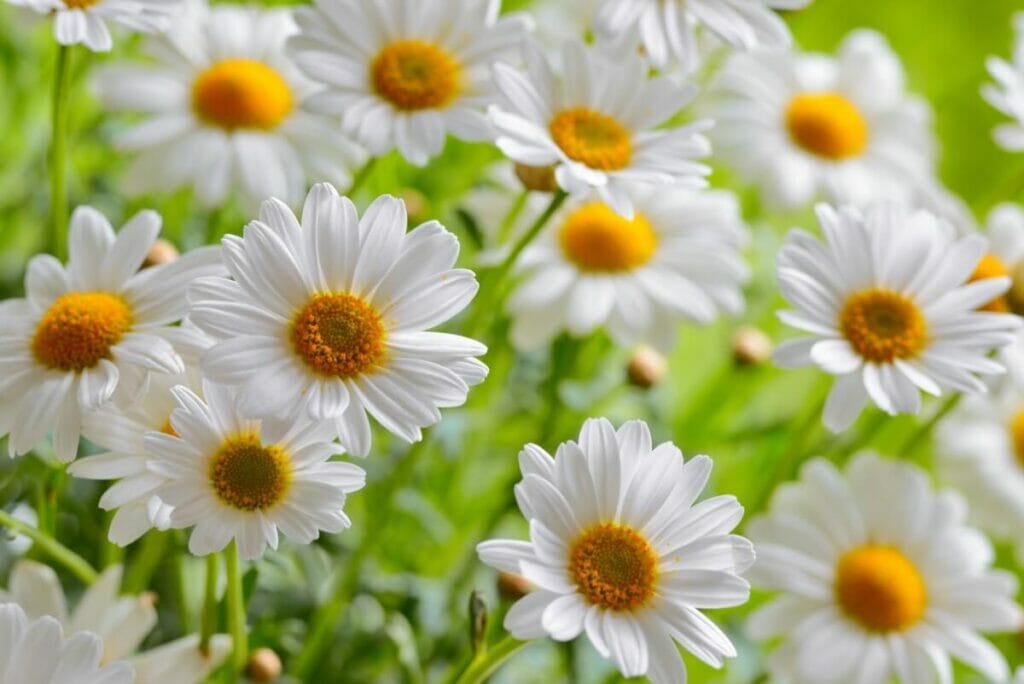 A propos de Daisy Flowers