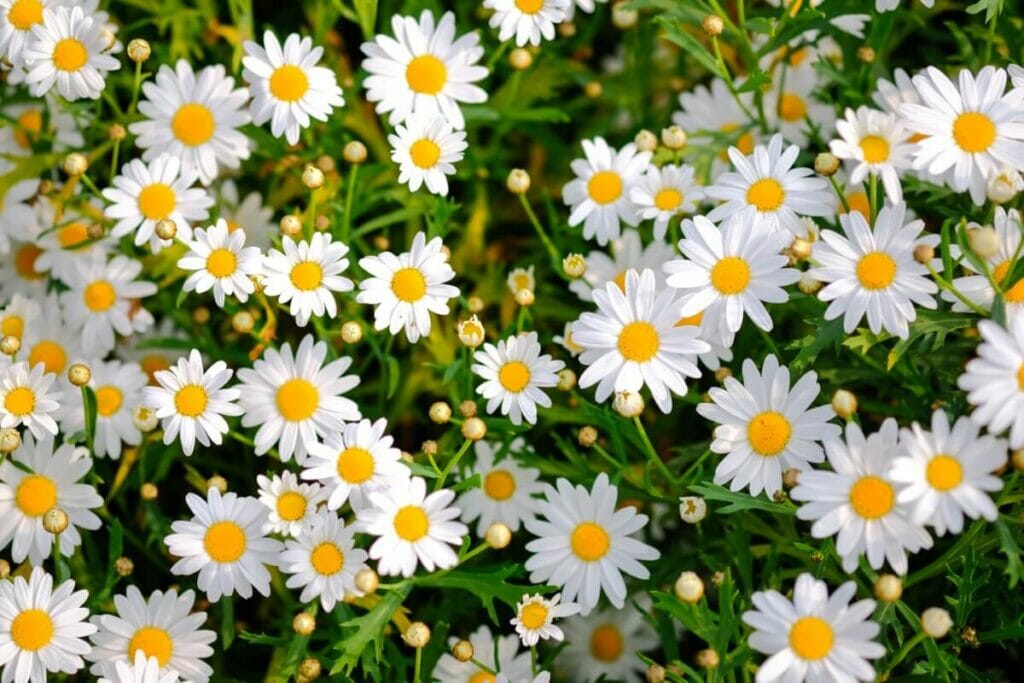 Types de marguerites populaires