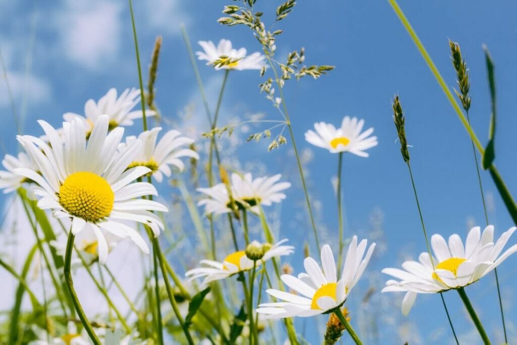La signification, le symbolisme et l'importance culturelle des fleurs de marguerite