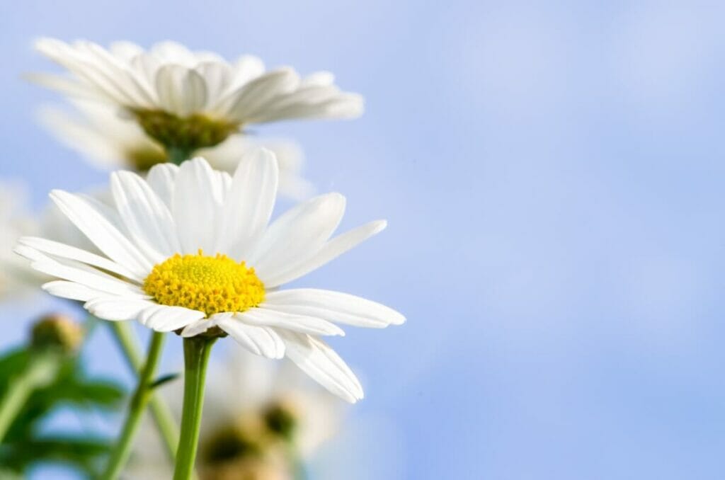 Utilisations et bienfaits des fleurs de marguerite