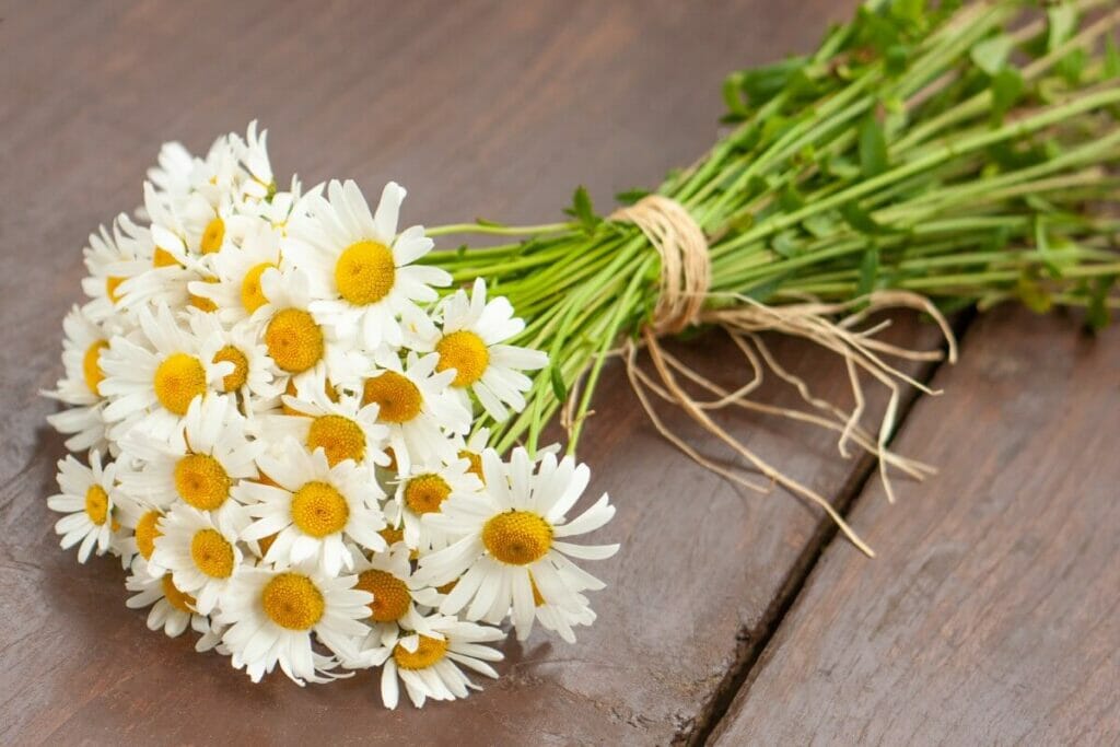 Occasions de cadeaux pour les fleurs de marguerite