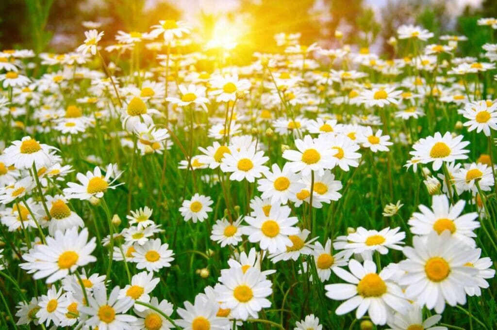 Les marguerites à l'époque victorienne