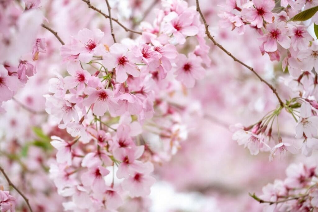 A propos de Cherry Blossom