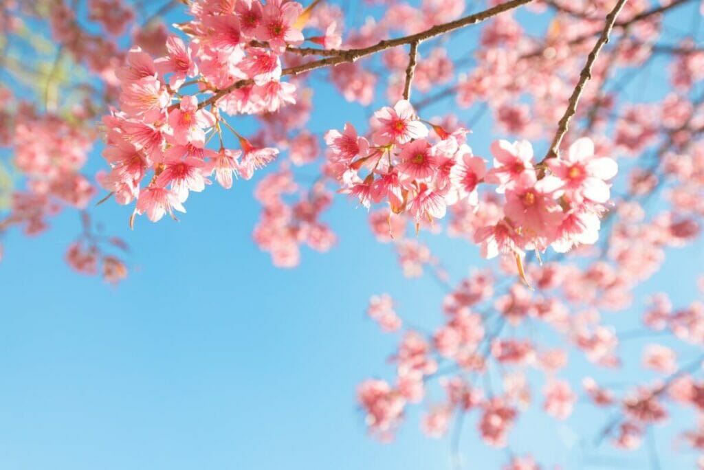 Fleur de cerisier à Hanakotoba