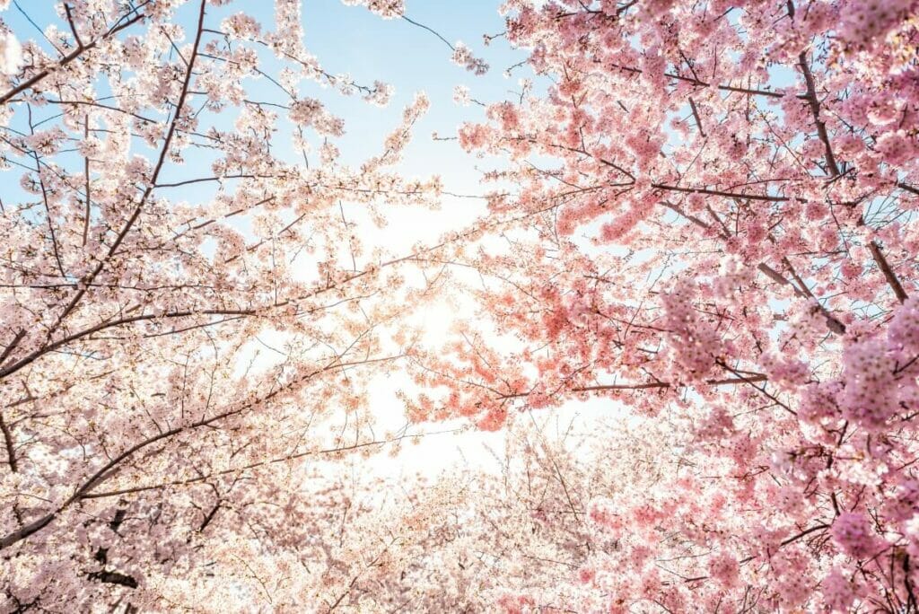La signification des couleurs des cerisiers en fleurs
