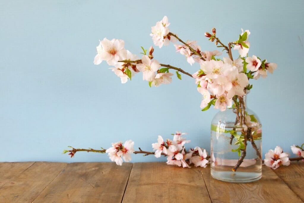 Occasions de cadeaux appropriées pour les cerisiers en fleurs