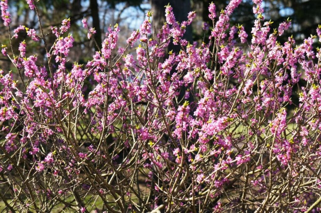 Types populaires et cultivars