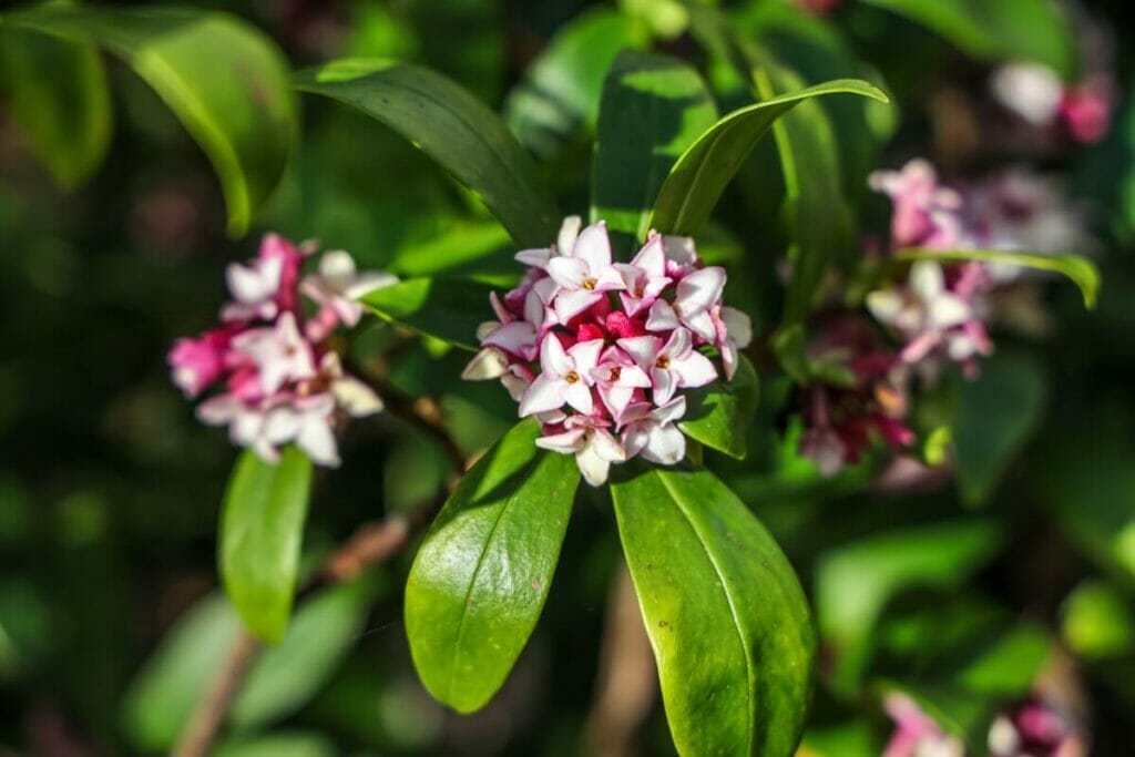 Quelle est la saison des fleurs de daphné ?
