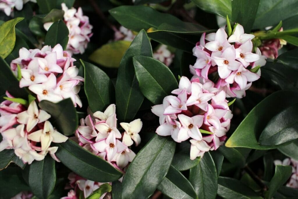A propos de Daphne Flowers