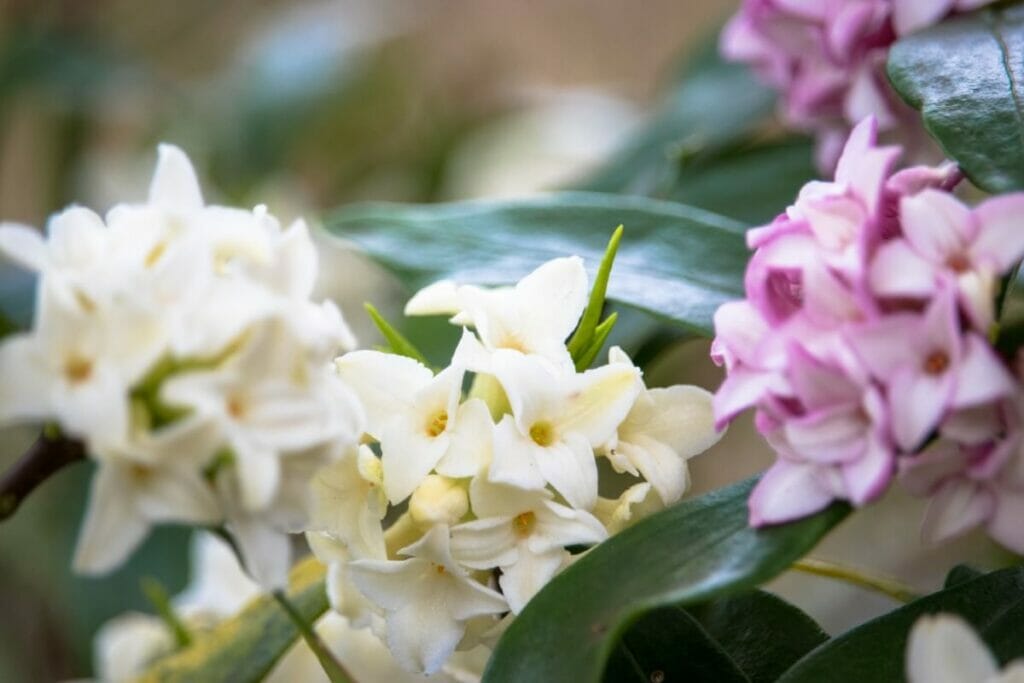 La signification, le symbolisme et l'importance culturelle de Daphne Flowers