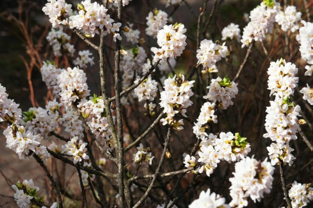 Fleurs de daphné blanc