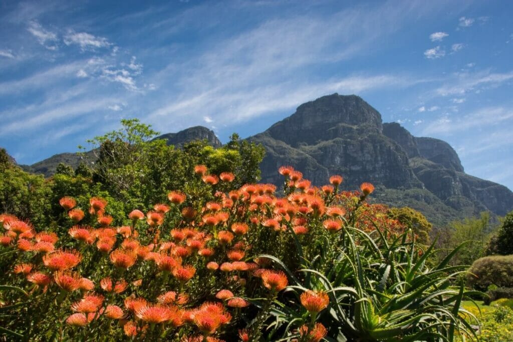 Quelles sont les régions d'origine des fleurs de Protea ?