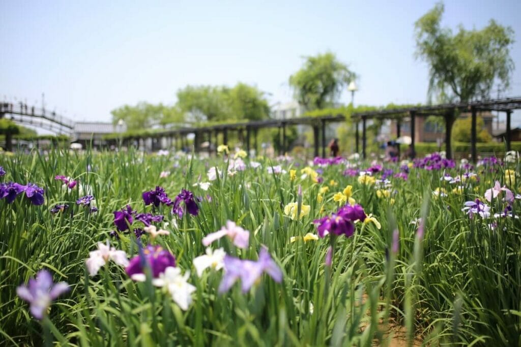 A propos des fleurs d'iris japonais