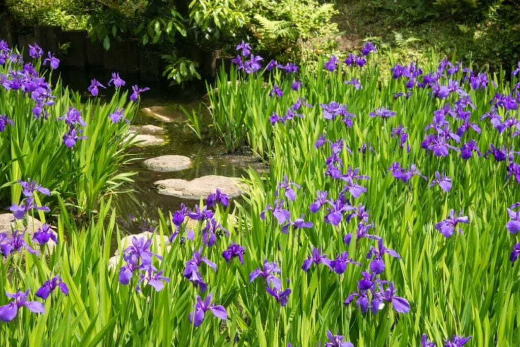 La signification, le symbolisme et l'importance culturelle des fleurs d'iris japonais