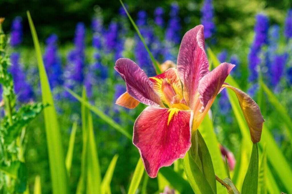 L'iris japonais : utilisations et bienfaits