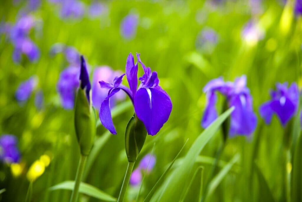 Les iris japonais dans le langage des fleurs