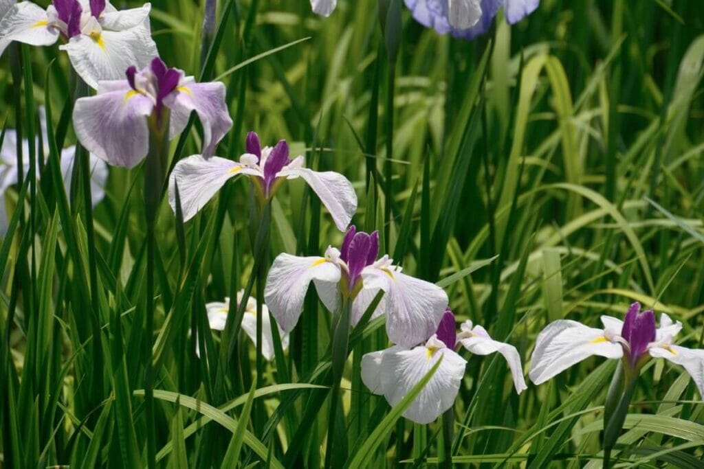Iris japonais et fêtes des fleurs (Matsuri)