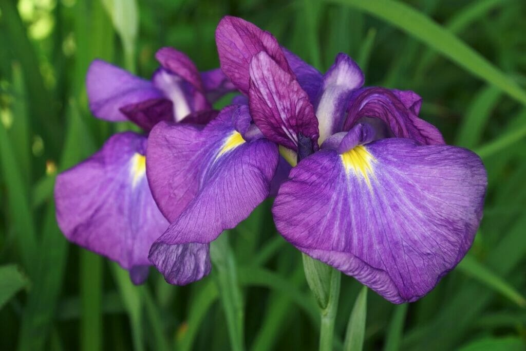 Occasions de cadeaux appropriées pour les iris japonais