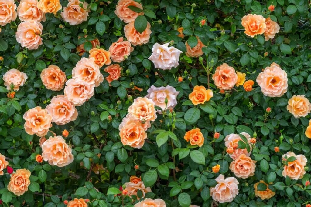Le langage des fleurs de l'époque victorienne