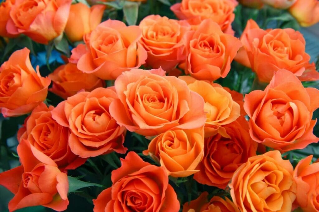 La signification, le symbolisme et l'importance culturelle des roses oranges