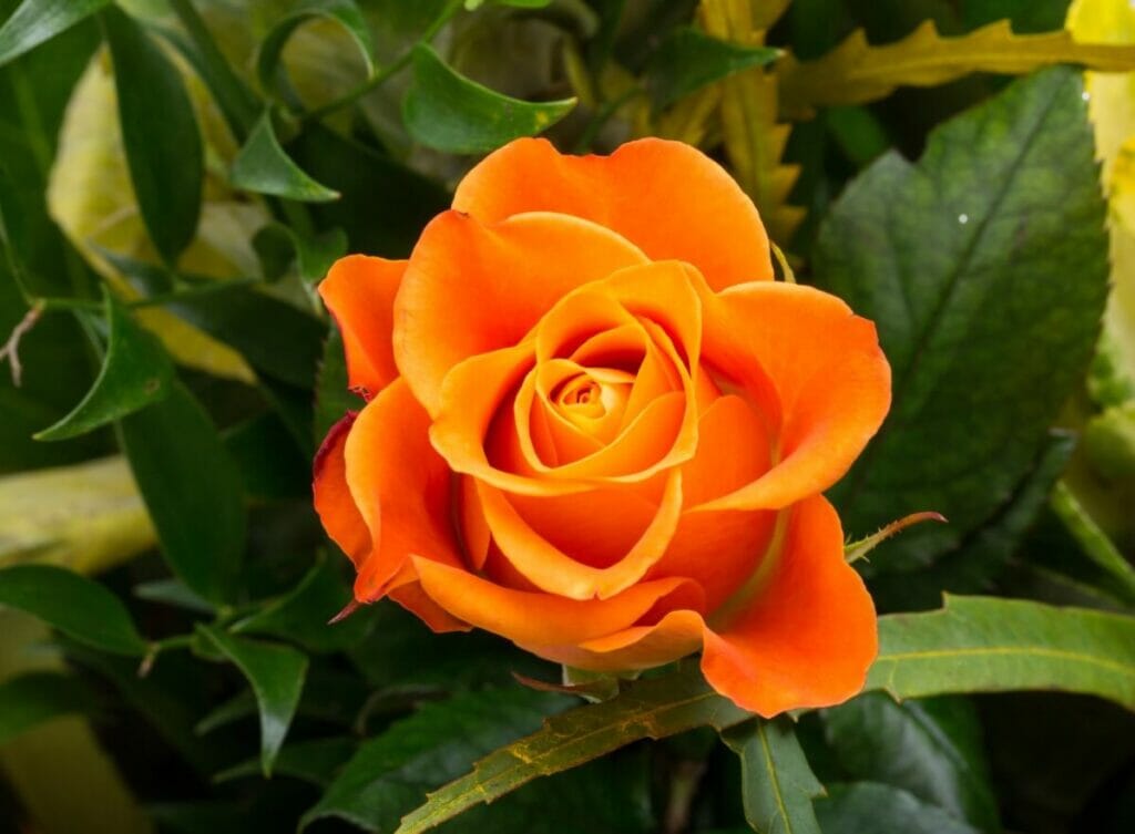 A propos des fleurs d'oranger