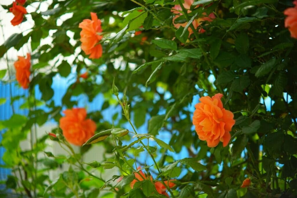 La création de la rose dans la mythologie grecque