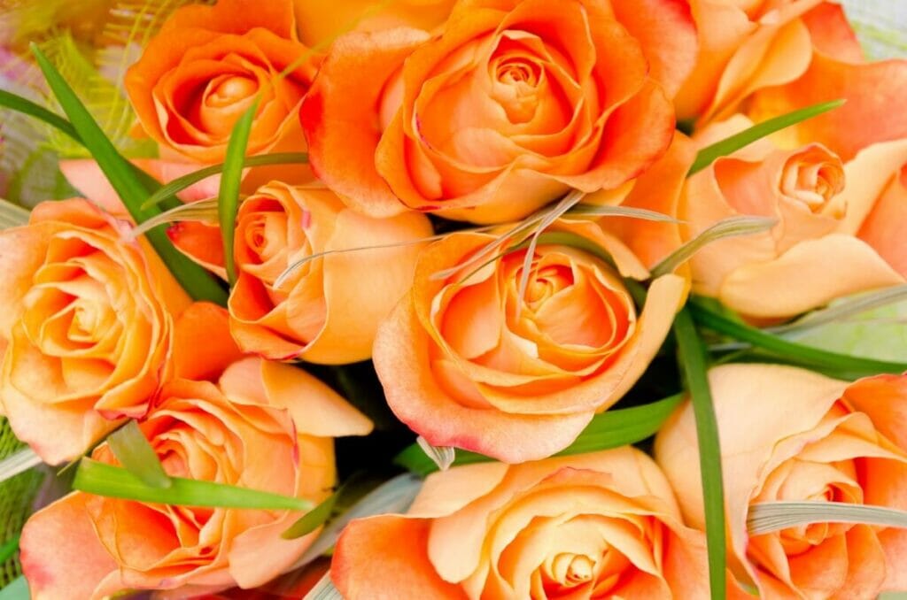 Occasions de cadeaux appropriées pour les roses orange