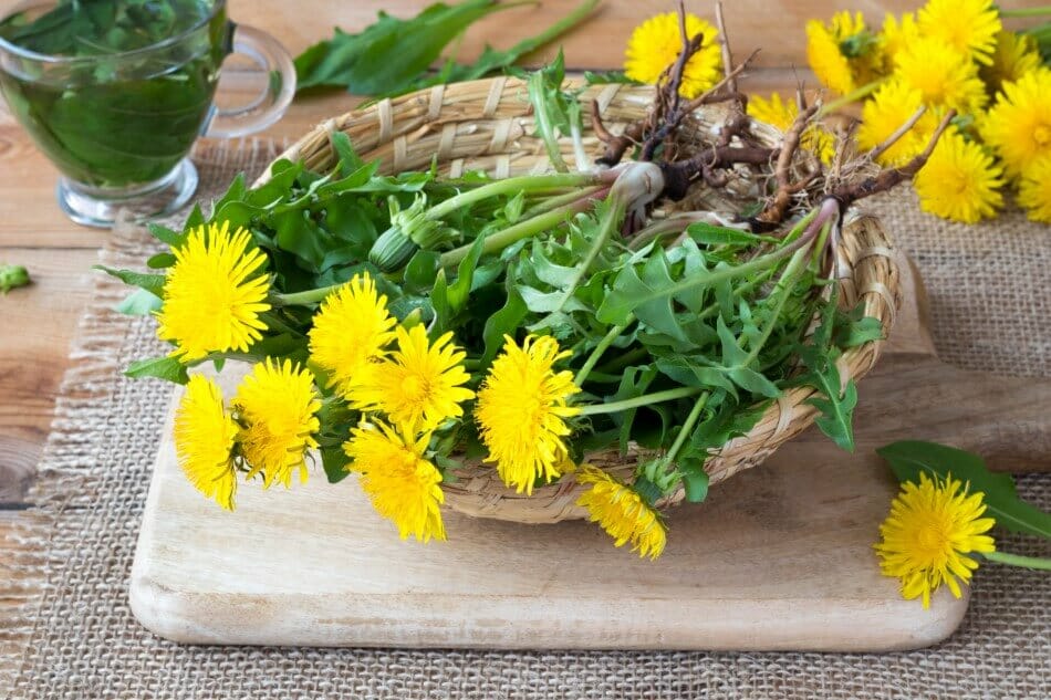 Utilisations et bienfaits des fleurs de pissenlit