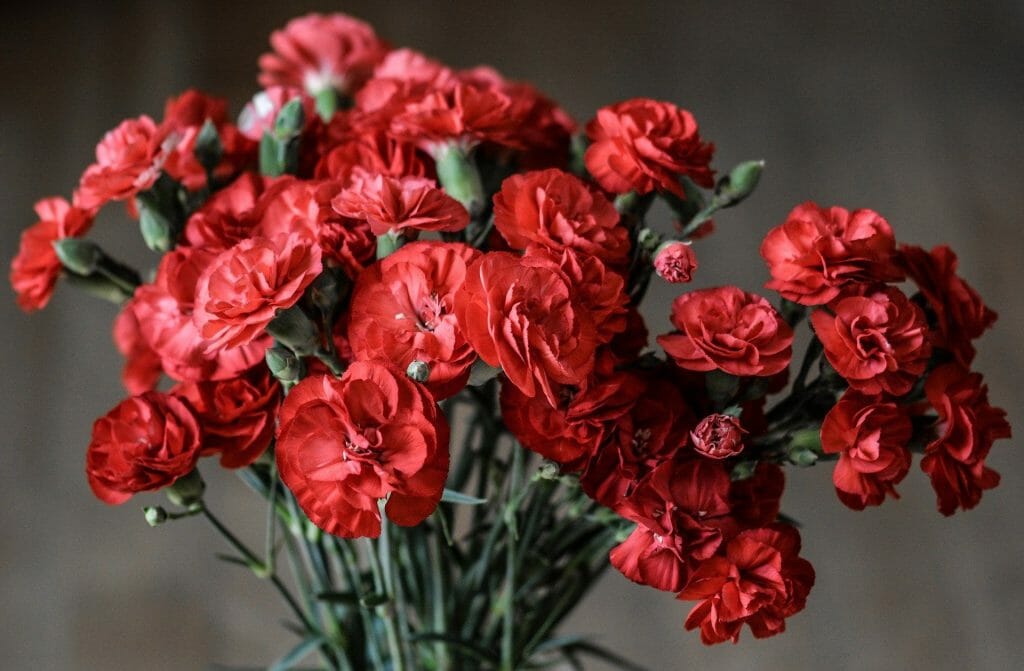 Œillets rouges