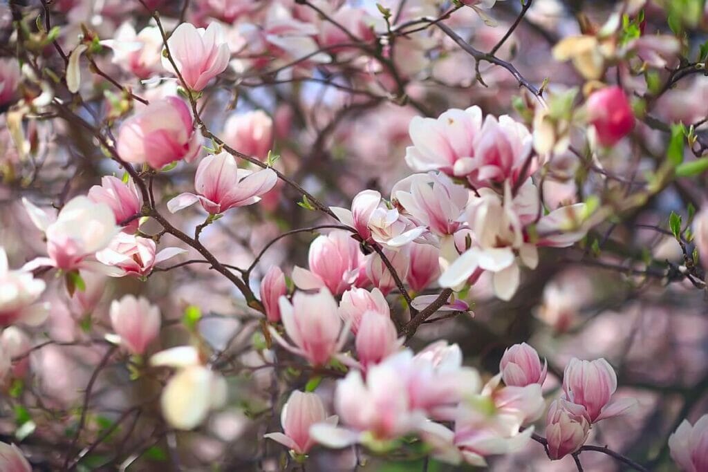 A propos des fleurs de Magnolia