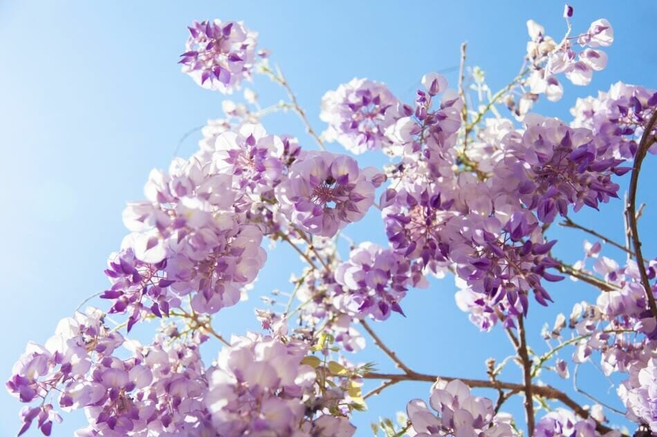 A propos des fleurs de glycine