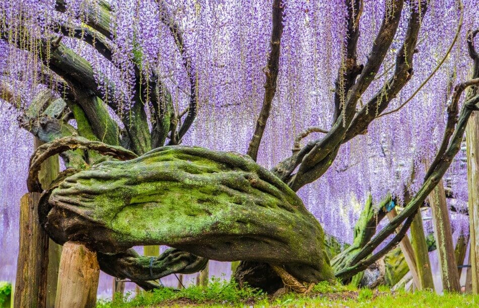 Folklore et mythe japonais