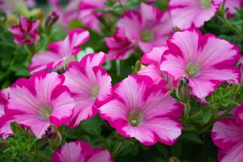 Signification de la fleur de pétunia rose