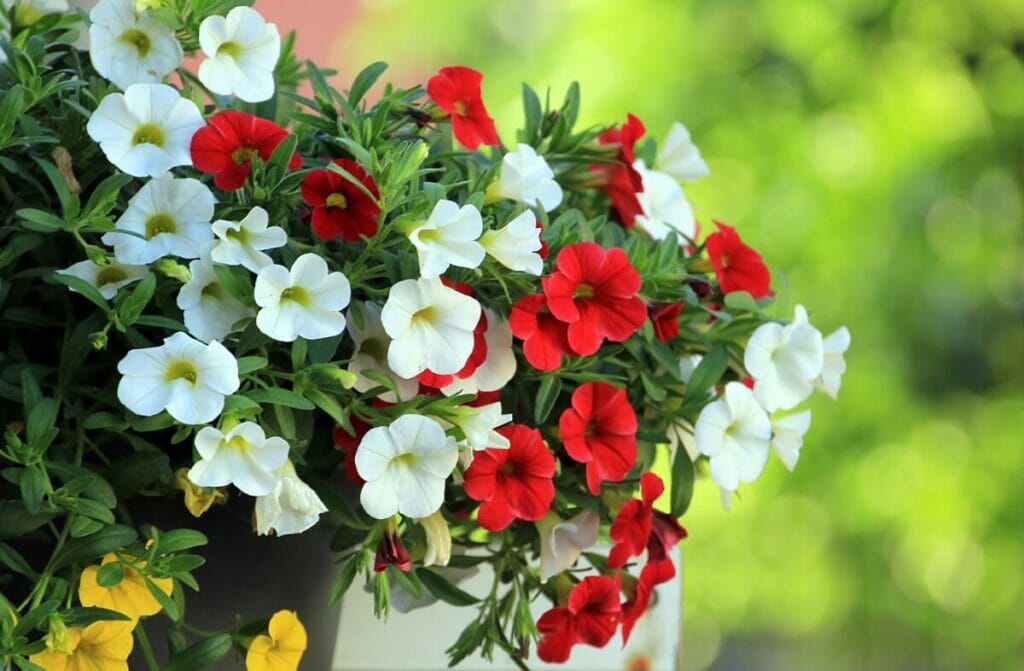 A propos des fleurs de pétunia