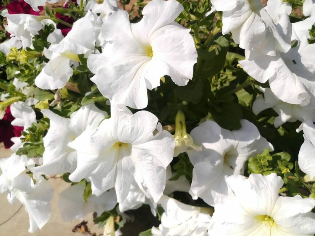 Signification de la fleur de pétunia blanc