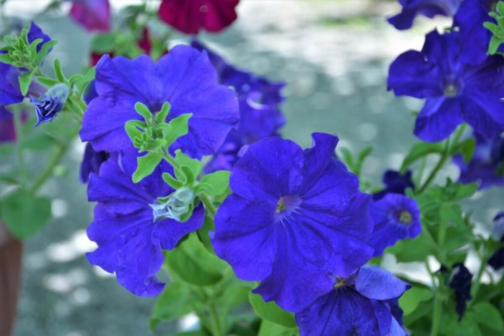 Signification de la fleur de pétunia bleu